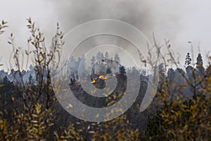 Controlled fire being done in the National Forest of Prescott, Arizona