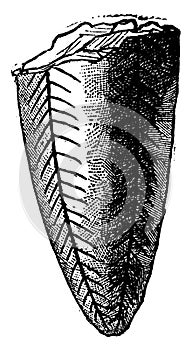 Conularia pyramidata, vintage engraving
