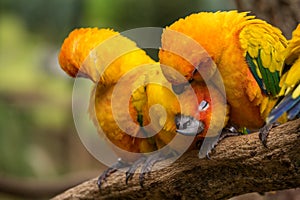 Conure birds are plume on tree branch