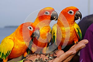 The conures being feed on human hand