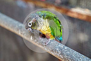 Conures - a variety of weakly expressed by a group of parrots of small and medium size. They belong to several genera in the long-