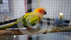 Conures walks on a branch