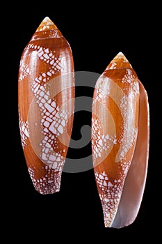 Conus aulicus photo