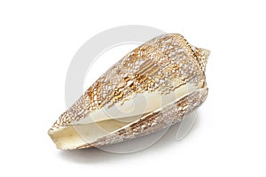 Conus aulicus, princely cone, predatory sea snail, cone shells, brown with white sea shell on white background Ocean marine