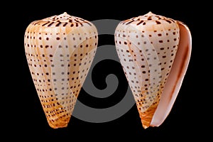 Conus betulinus photo