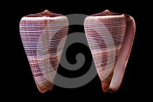 Conus figulinus photo