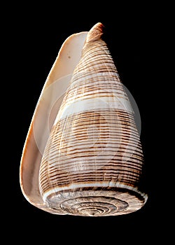 Conus Figulinus sea Shell on a black background