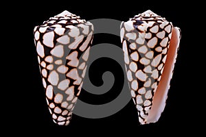 Conus marmoreus photo