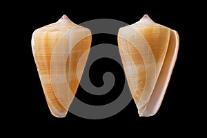 Conus quercinus photo