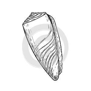Conus sea shell. Hand drawn sketch style vector drawing. Isolated on white background. Retro design.