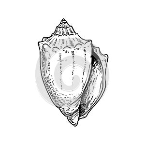 Conus sea shell. Hand drawn sketch style vector drawing. Isolated on white background. Retro design.
