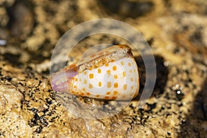 Conus tessulatus, common name the tessellated cone,