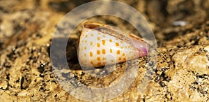 Conus tessulatus, common name the tessellated cone,