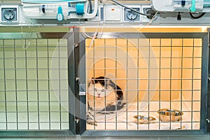 Convalescent cat in veterinary clinic photo