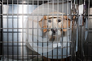 Convalescent dog with Elizabethan collar photo