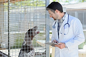convalescent dog in veterinary clinic photo