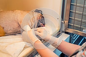 Convalescent dog in veterinary clinic photo
