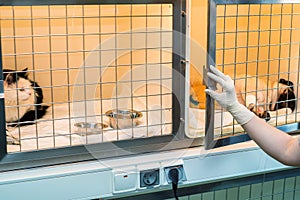Convalescent pets in veterinary hospital photo