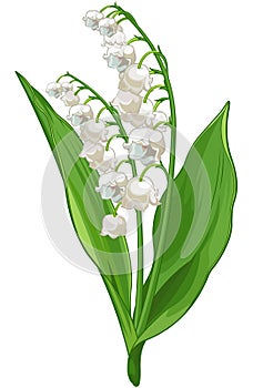 Convallaria