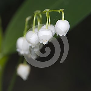 Convallaria majalis photo