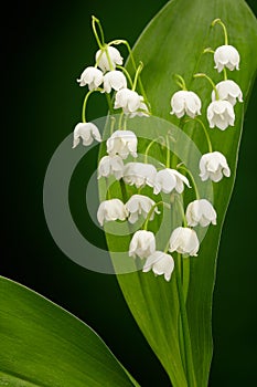 Convallaria majalis