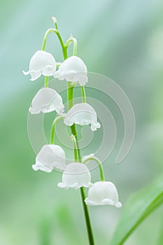 Convallaria majalis photo