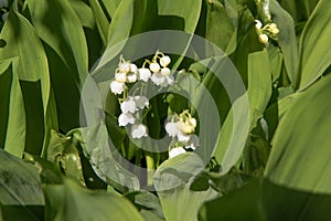 convallaria majalis: delicate beauty of lily of the valley in close-up