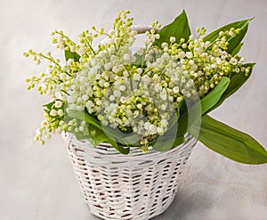 Convallaria majalis or lilies of the valley on a gray background