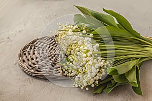 Convallaria majalis or lilies of the valley on a gray background photo