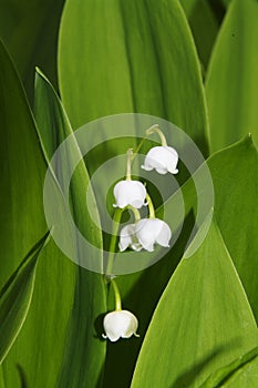 Convallaria majalis / Lily of the Valley photo