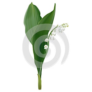 Convallaria majalis - Lily of the valley.