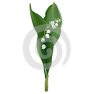 Convallaria majalis - Lily of the valley.