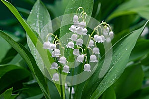 Convallaria majalis. Lily of the valley blooming in the spring forest