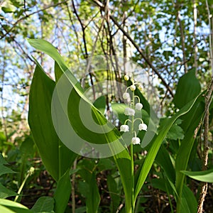 Convallaria majalis. Lily of the valley in spring garden.