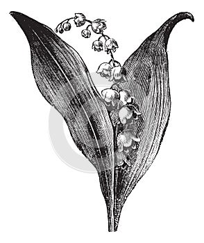 Convallaria majalis or lily of the valley, vintage engraving