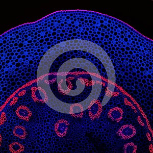 Convallaria plant microscopic sample, fluorescence signal observed with confocal laser scanning microscopy