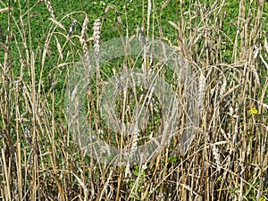 CONVENTIONAL WHEAT-BOTANIC  GARDEN IN SILESIA , POLAND , EUROPE