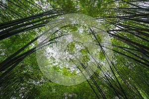 Convergence of bamboo photo
