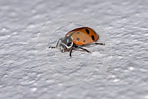 Convergent Lady Beetle photo