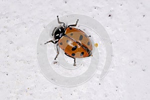Convergent Lady Beetle photo