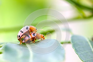 Convergent Lady Beetles mating on a green leaf with copyspace