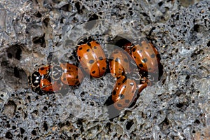 Convergent Ladybug