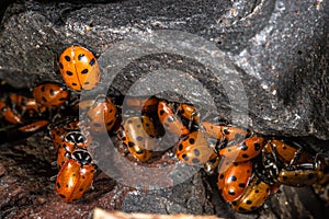 Convergent Ladybug photo