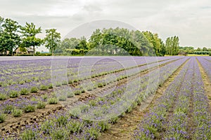 Converging beds with purple flowering lavender plants in the fie