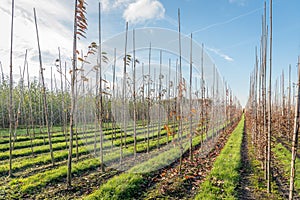 Converging long rows in a tree nursery