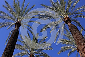 Converging Palm Trees photo