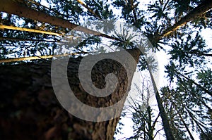 Converging pine trees photo