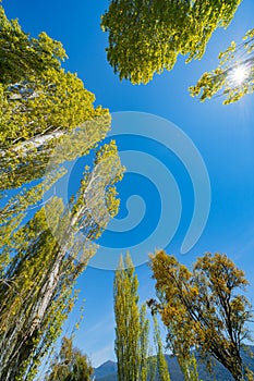 Converging poplar and kowhai trees