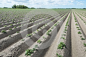 Converging ridges with young fresh green potato plants