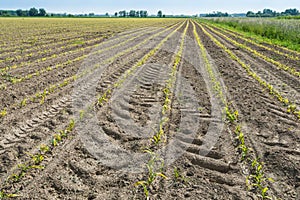 Converging rows of newly sown corn plants